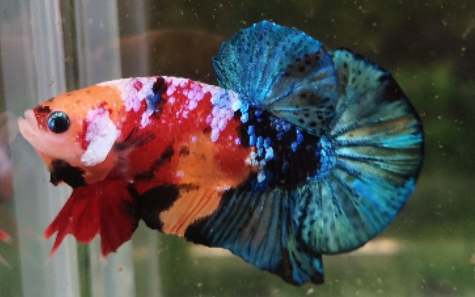 这种的精品多彩糖果星河将军斗鱼泰国斗鱼