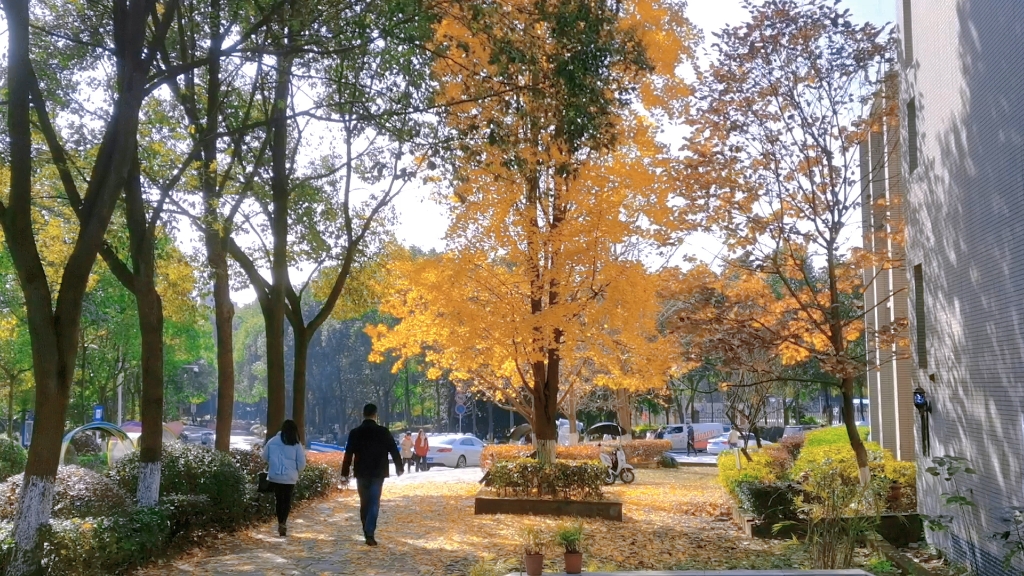 [图]重庆师范大学︱2021年暮秋初冬，银杏金黄