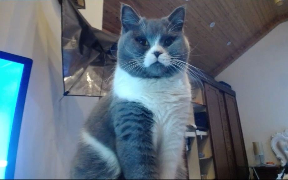 魔兽后裔20170228直播