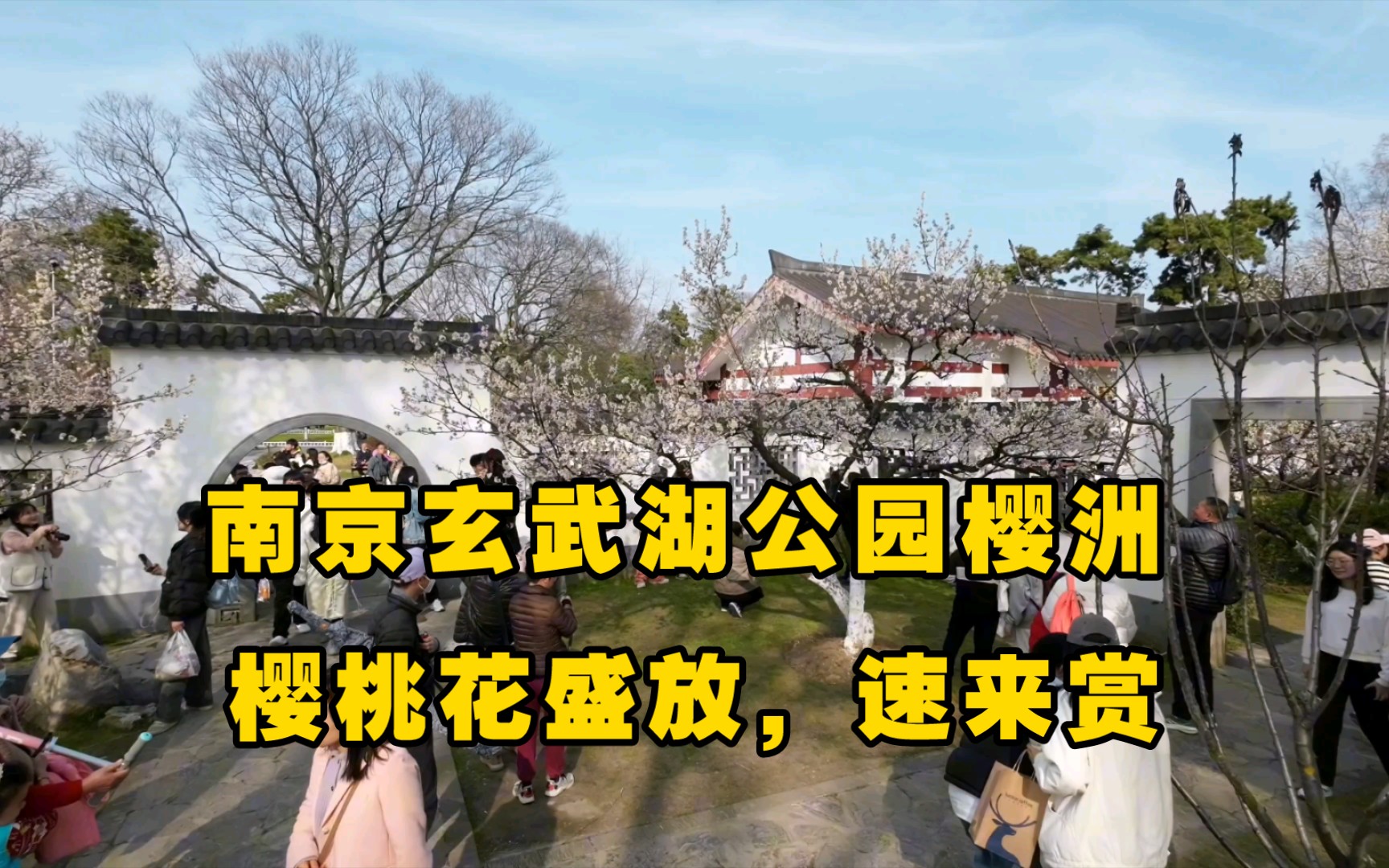 南京玄武湖公园樱洲,樱桃园中樱桃花盛放到了最佳观赏期,速来赏,来晚了就要在等一年啦.哔哩哔哩bilibili