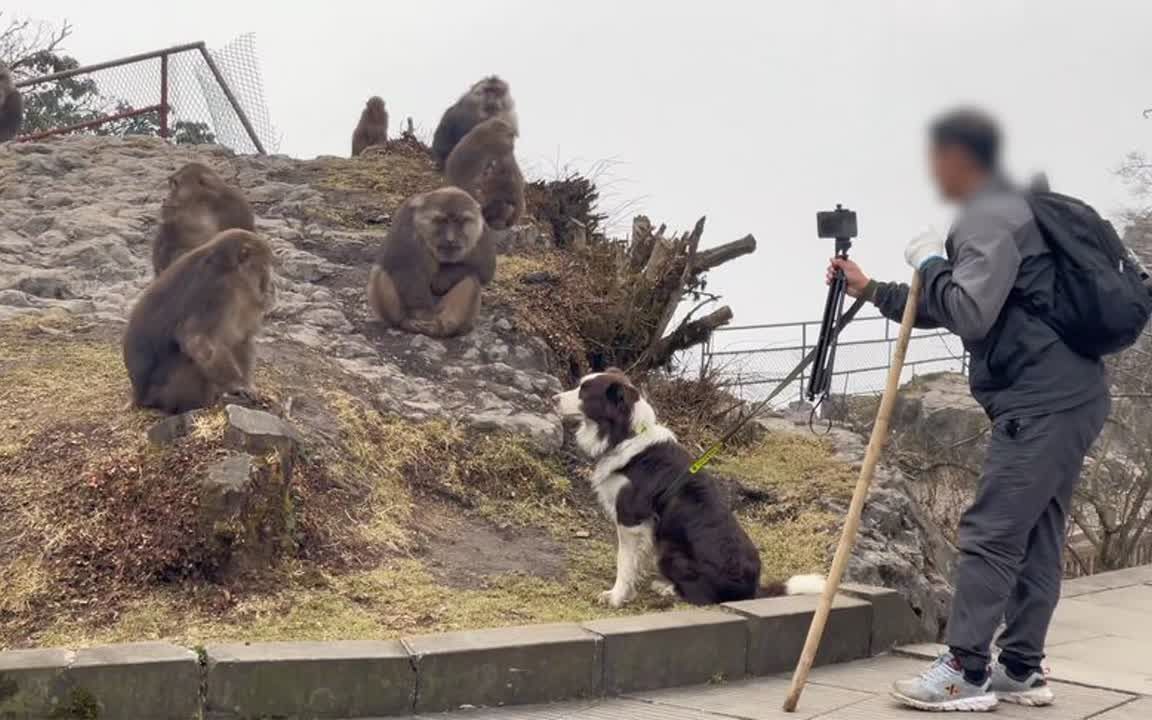 峨眉山景區回應遊客牽狗直播挑釁猴子:博眼球行為,將