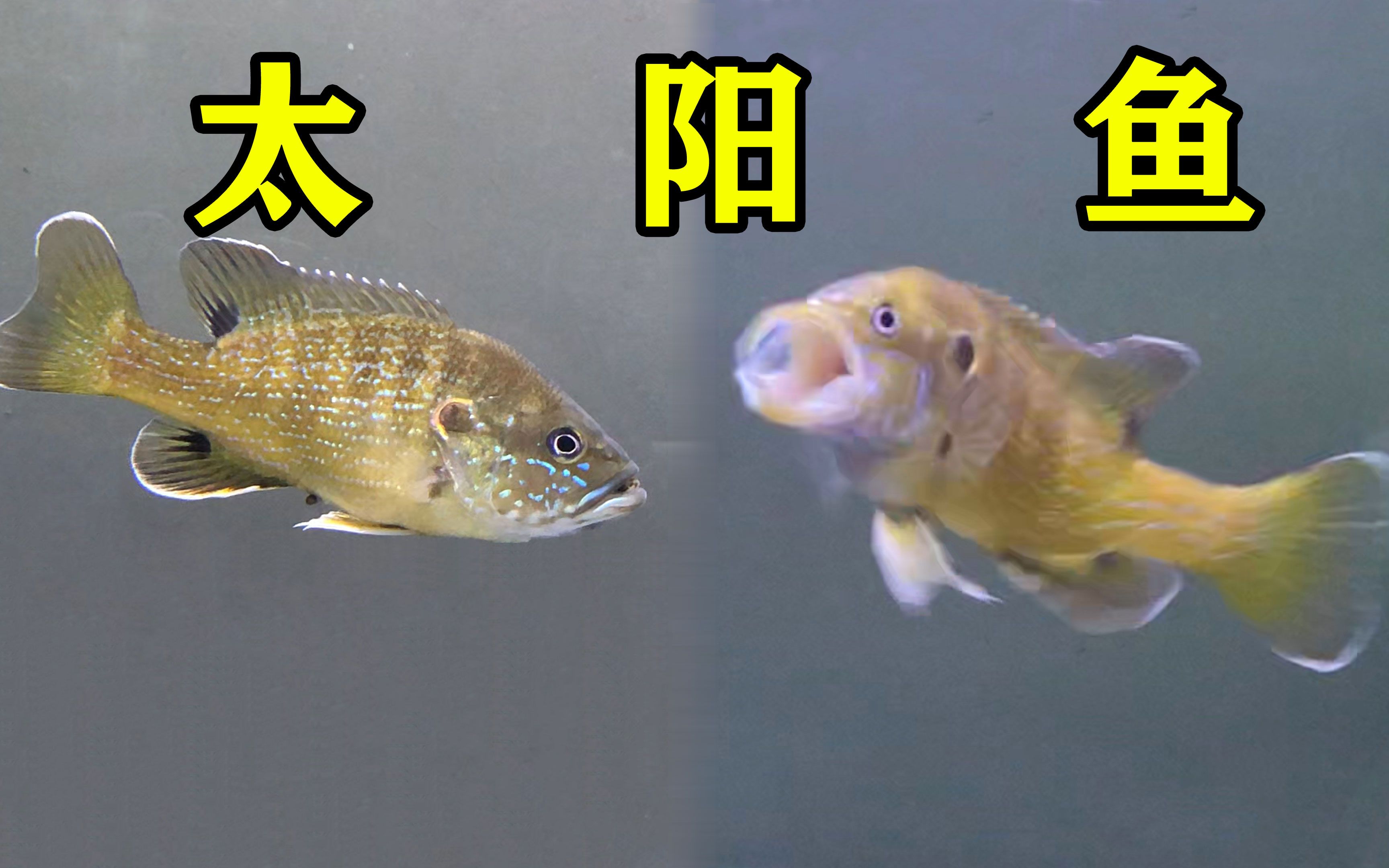 太阳鱼功效(太阳鱼:美容养颜,降血脂,增强免疫力)
