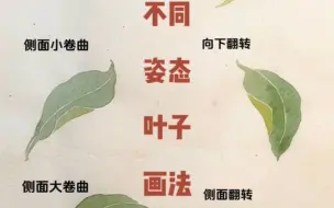 下载视频: 没骨～不同姿态叶子画法～干货分享