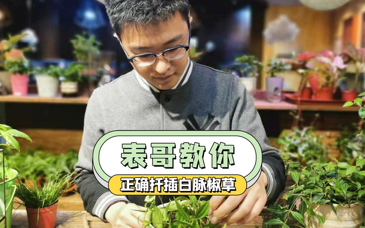 【扦插变新记】植物大表哥教你如何获得一盆崭新的白脉椒草~哔哩哔哩bilibili