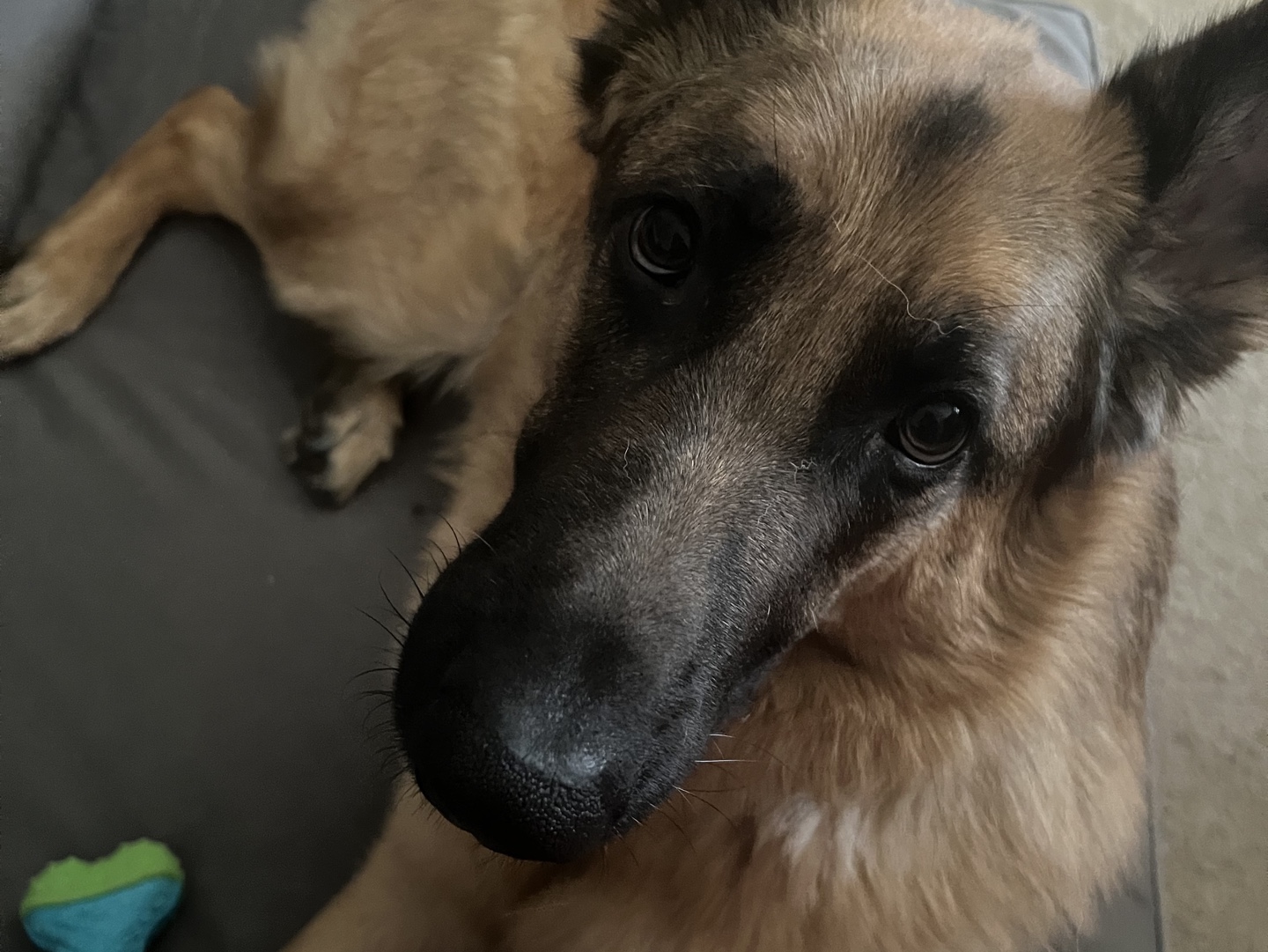 黑皮长腿大汉撒娇