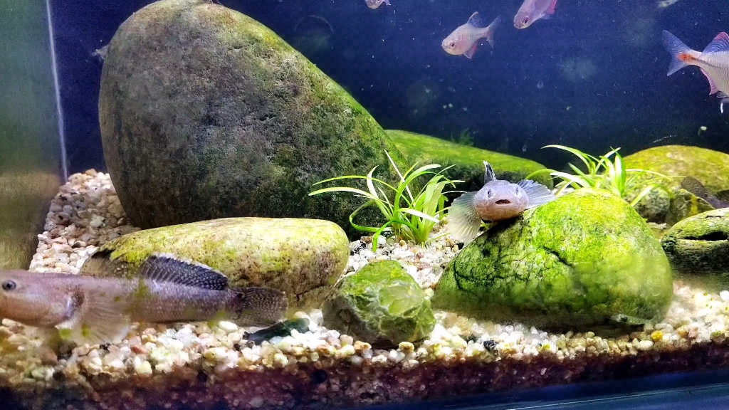 大家见过体长超过10厘米的趴地虎(虾虎)吗?