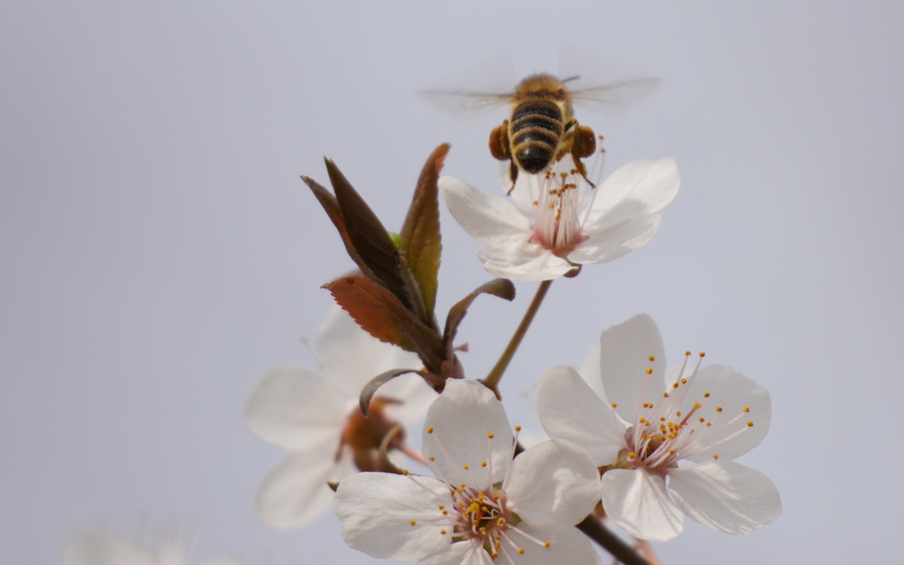 「索尼a6400」你的春日—近期摄影小合集