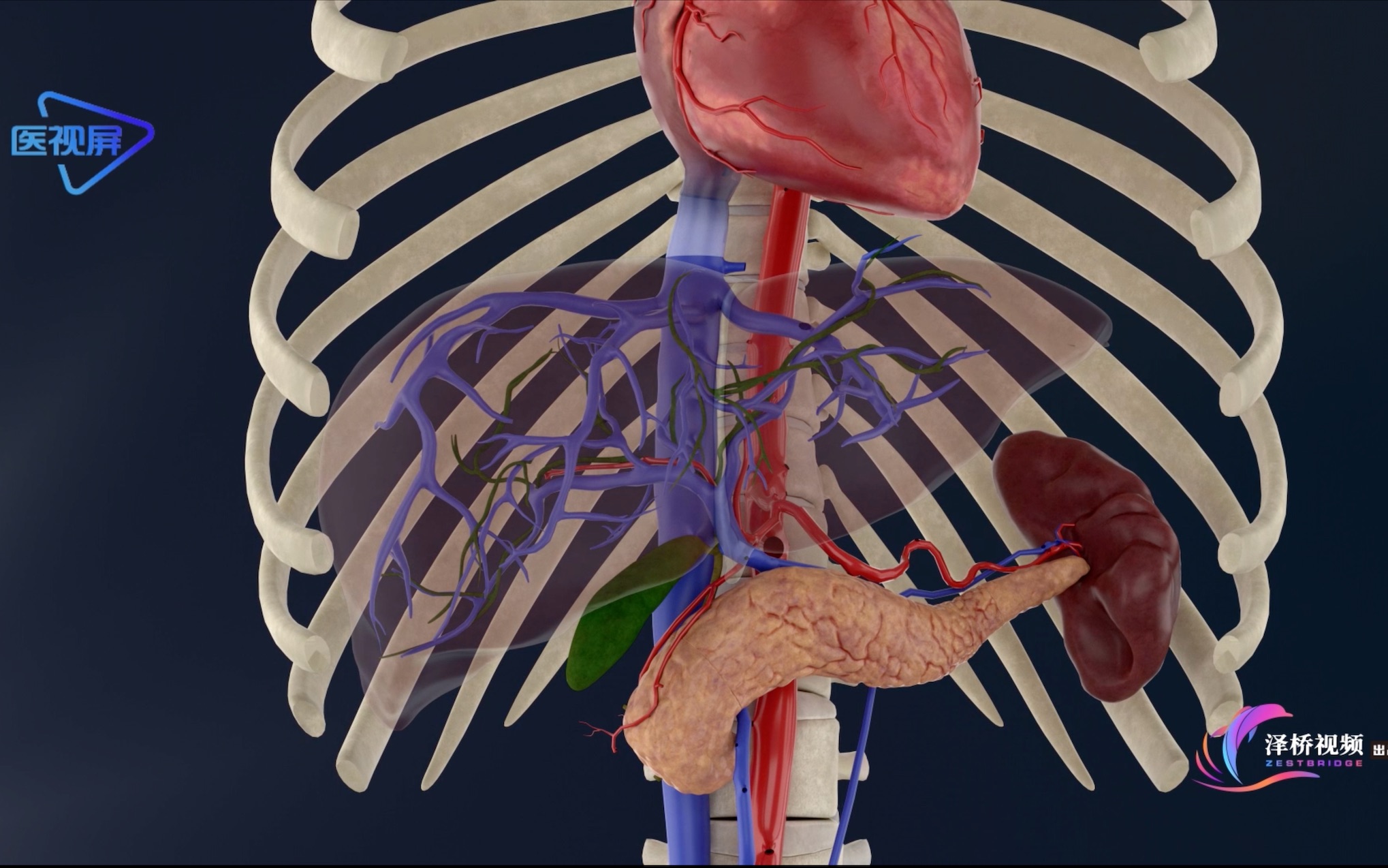 肝脏解剖位置 人体图片