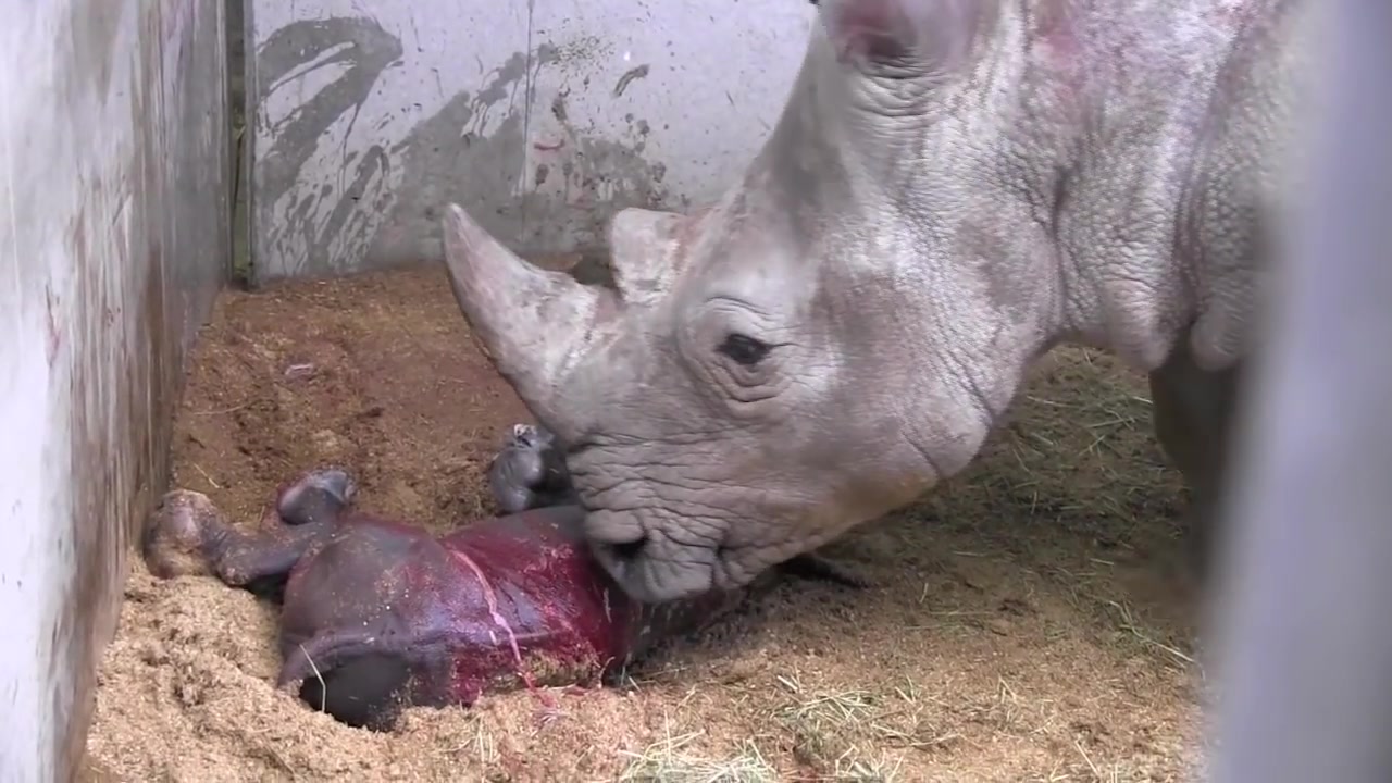 白犀牛生宝宝, 小白犀牛一下生不多就会起身走路