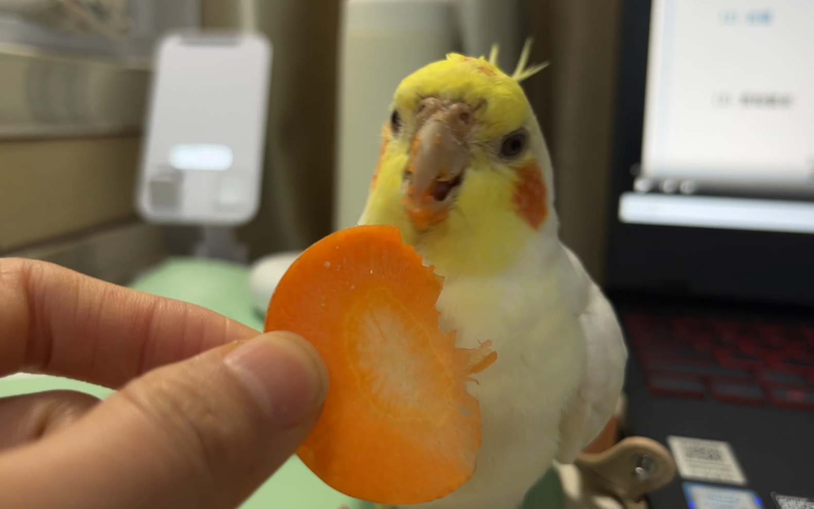 小黄鸡 馋又馋 两根呆毛竖起来 爱吃萝卜和青菜 叽叽喳喳真可爱
