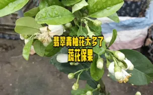 Скачать видео: 翡翠青柚花太多了  蔬花保果