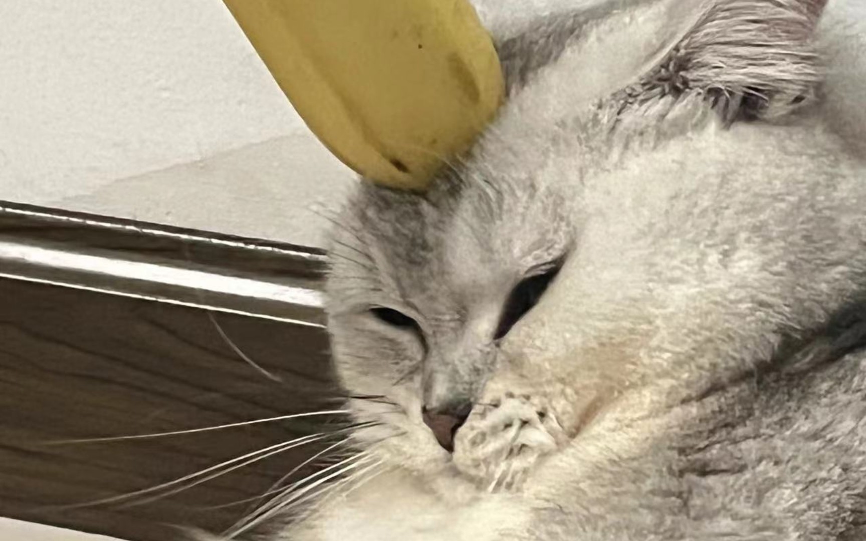 搞笑猫猫日常