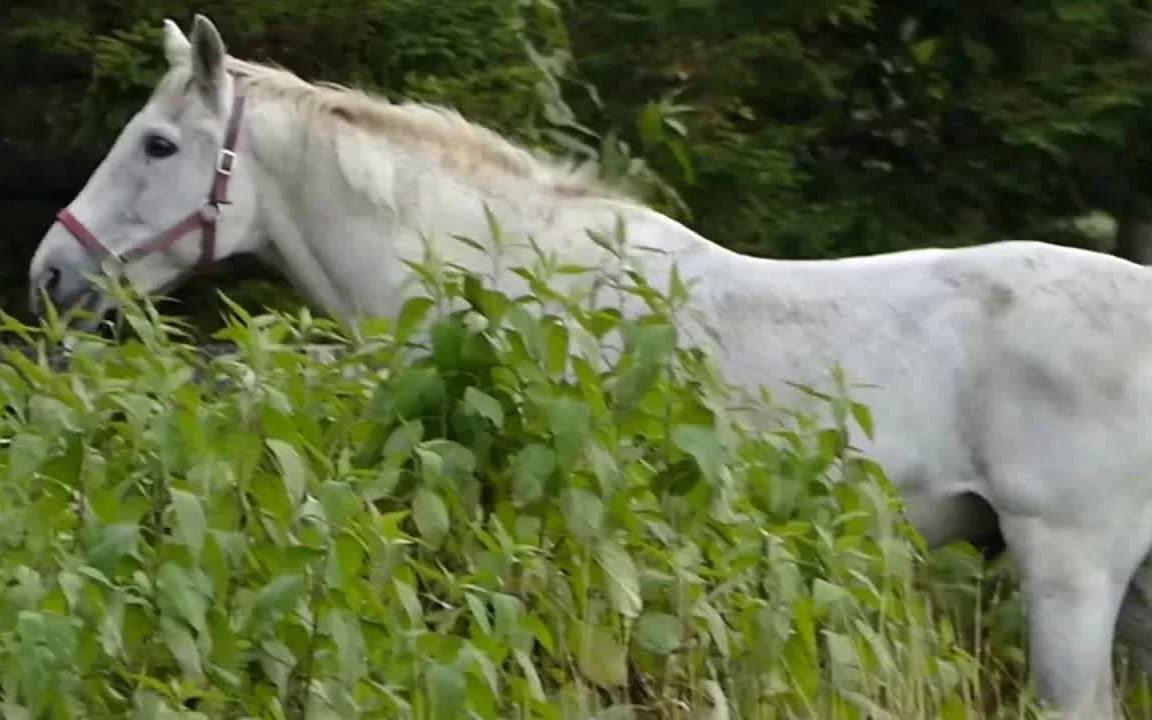 在草丛中漫步的琵琶晨光