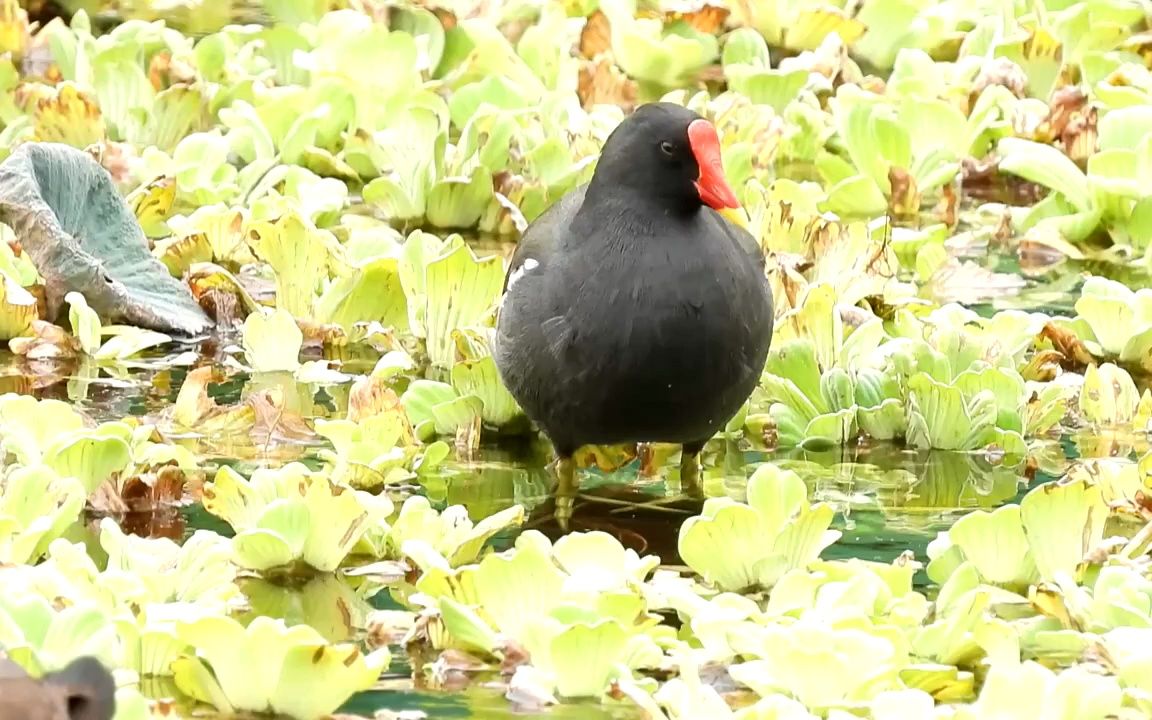 红冠黑水鸡图片