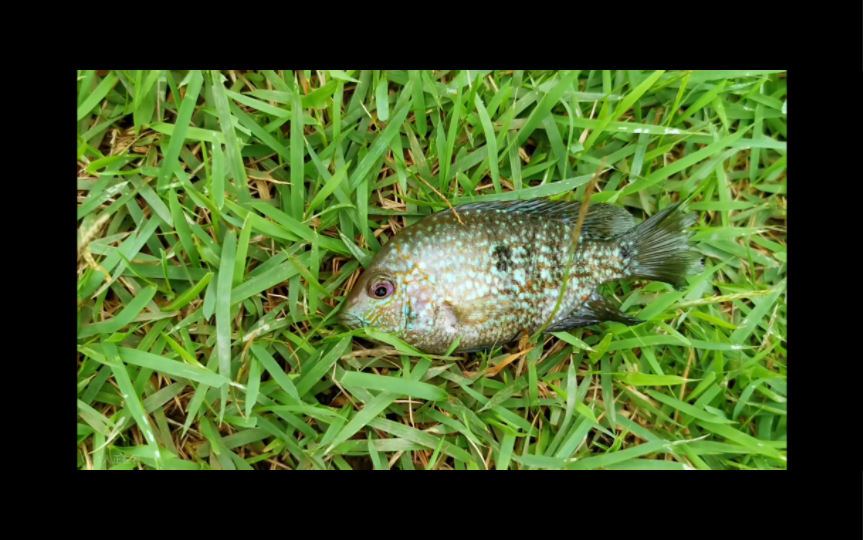 广州佛山两地城市河道除了罗非,清道夫,食蚊鱼后又泛滥一种——德州豹鱼!哔哩哔哩bilibili