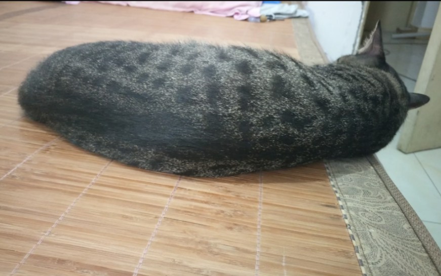 活动作品狸花猫一条海参