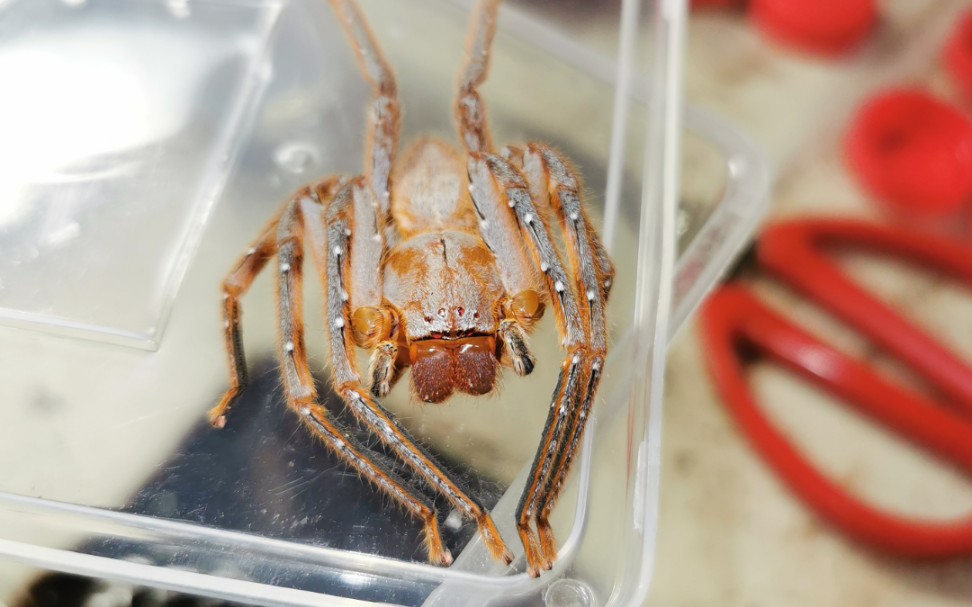 密毛巨蟹蛛成体母接食面包虫