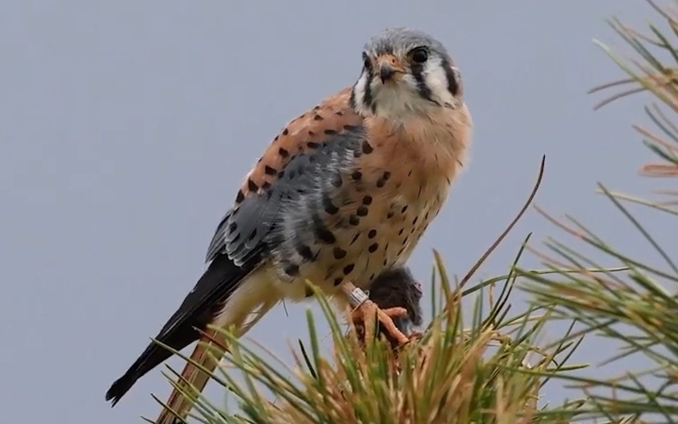 北美最小猛禽:美洲隼捉到老鼠,在树梢享用美食