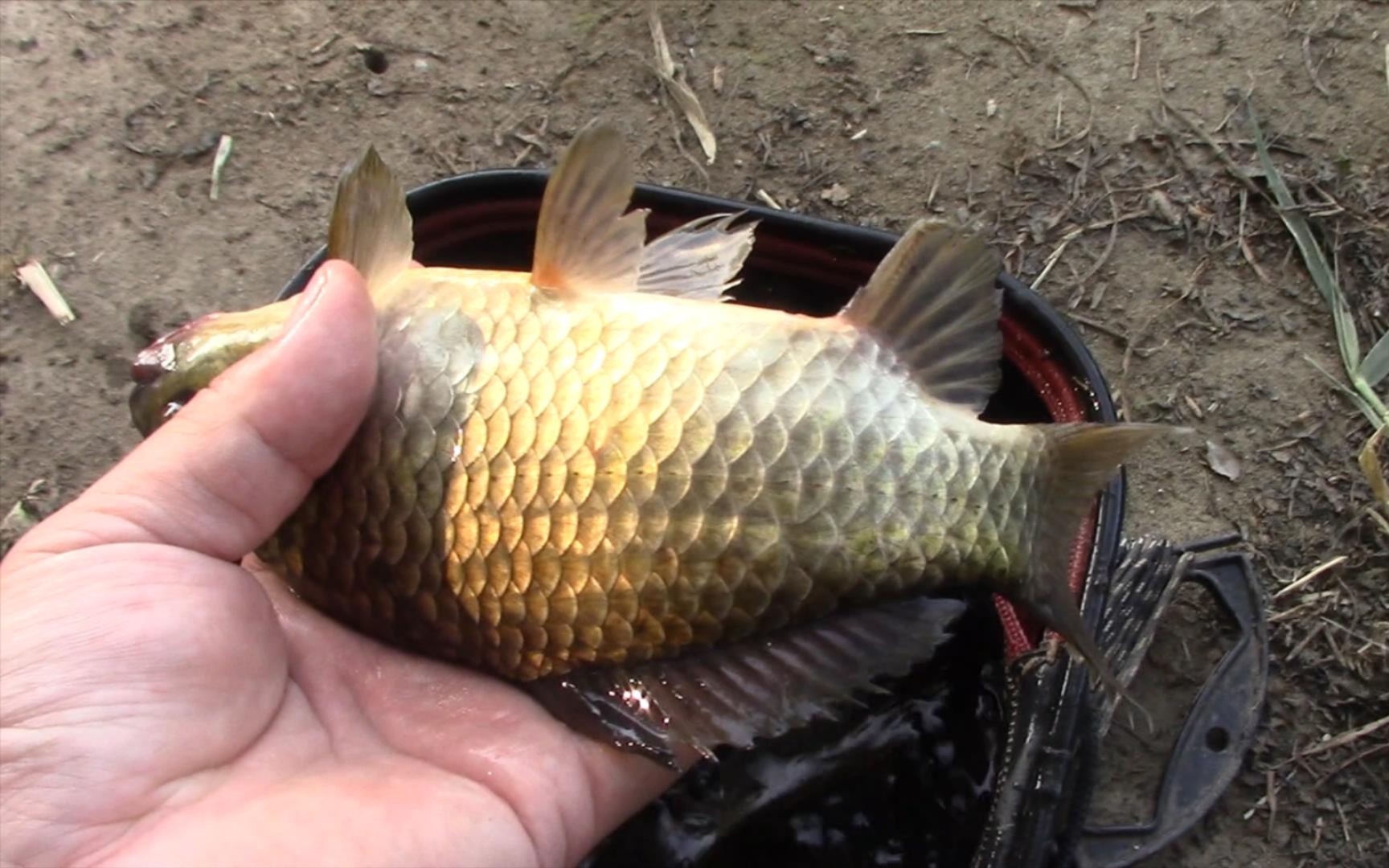 小海竿钓鲫鱼开竿就中两条大货旁边大爷羡慕坏了