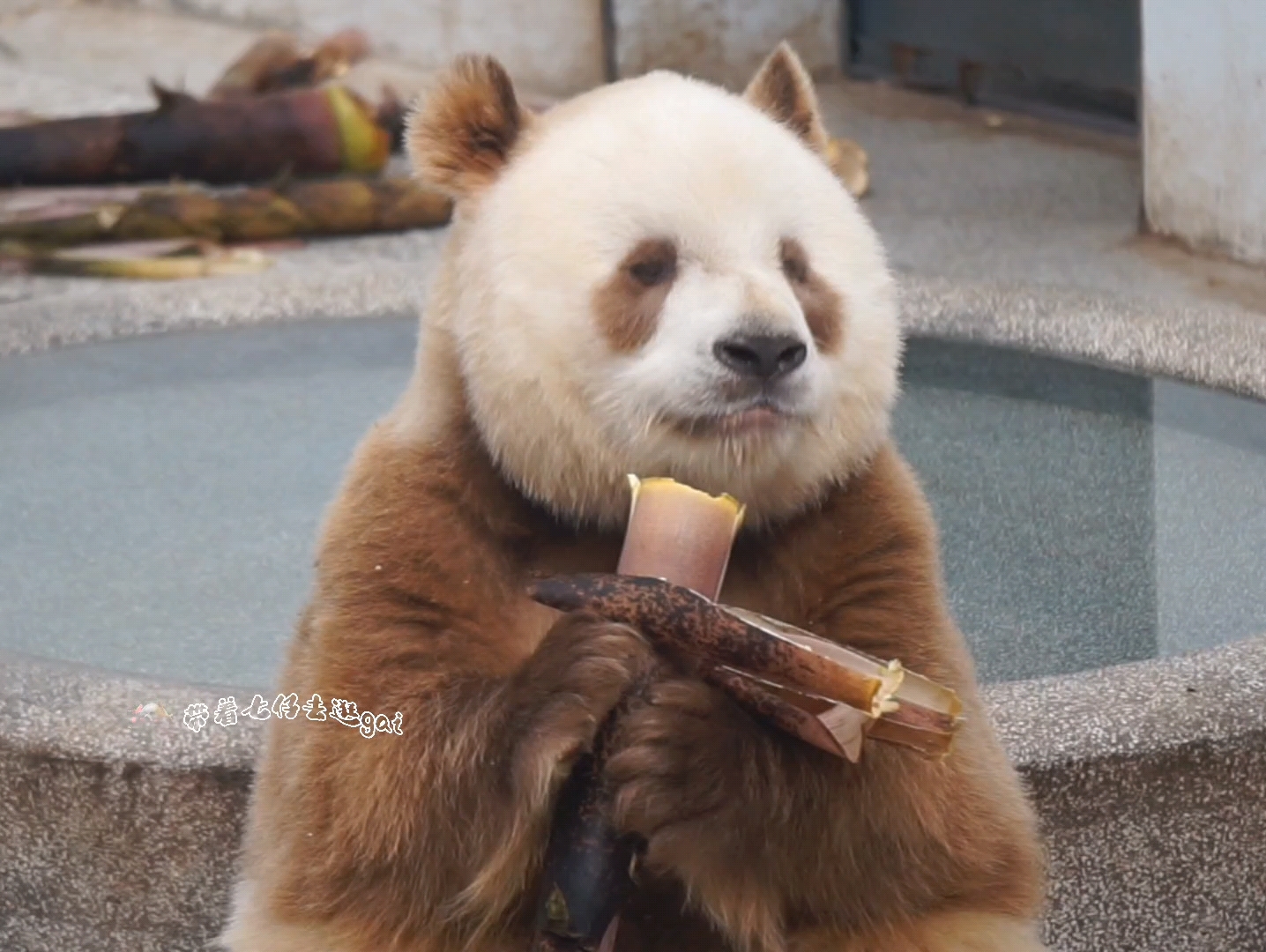 【大熊猫七仔】我是你的巧克力,甜蜜可爱又美丽