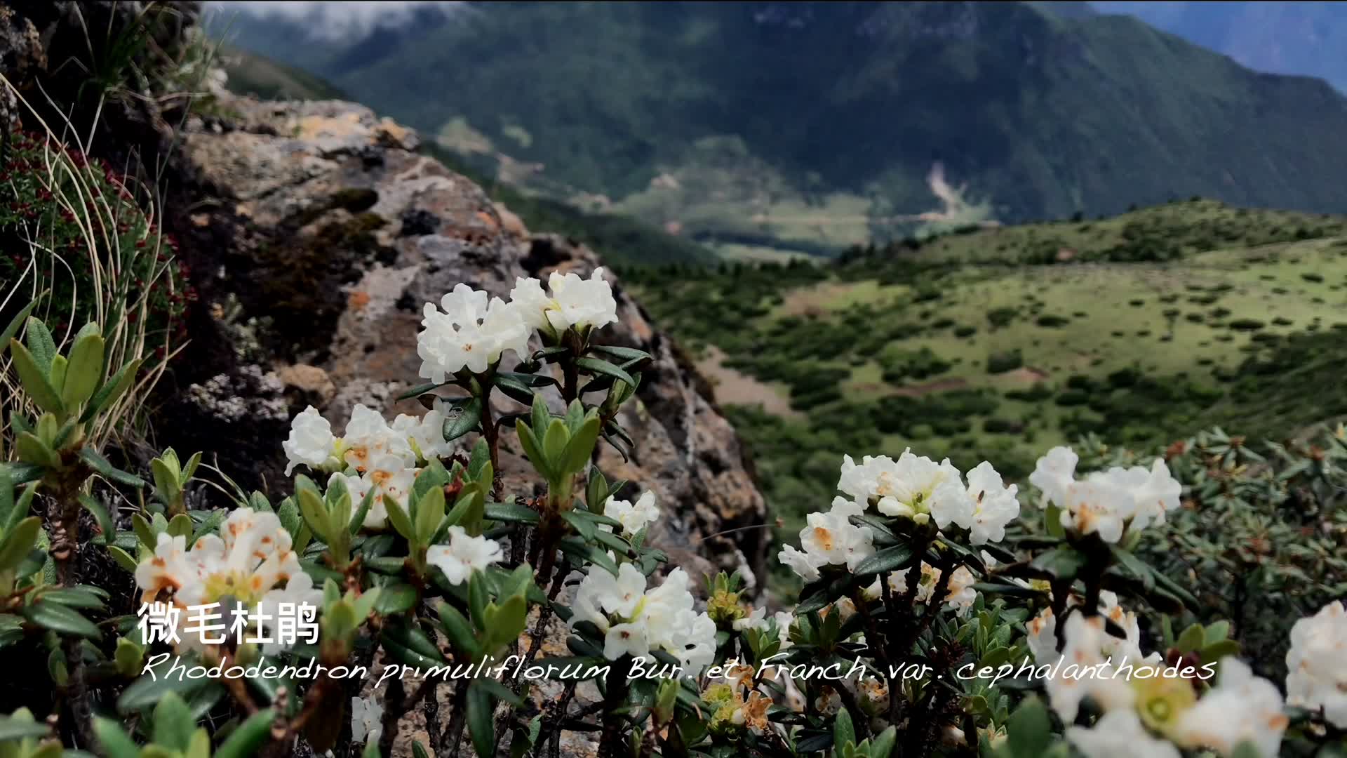 寻找高山植物——微毛杜鹃哔哩哔哩bilibili