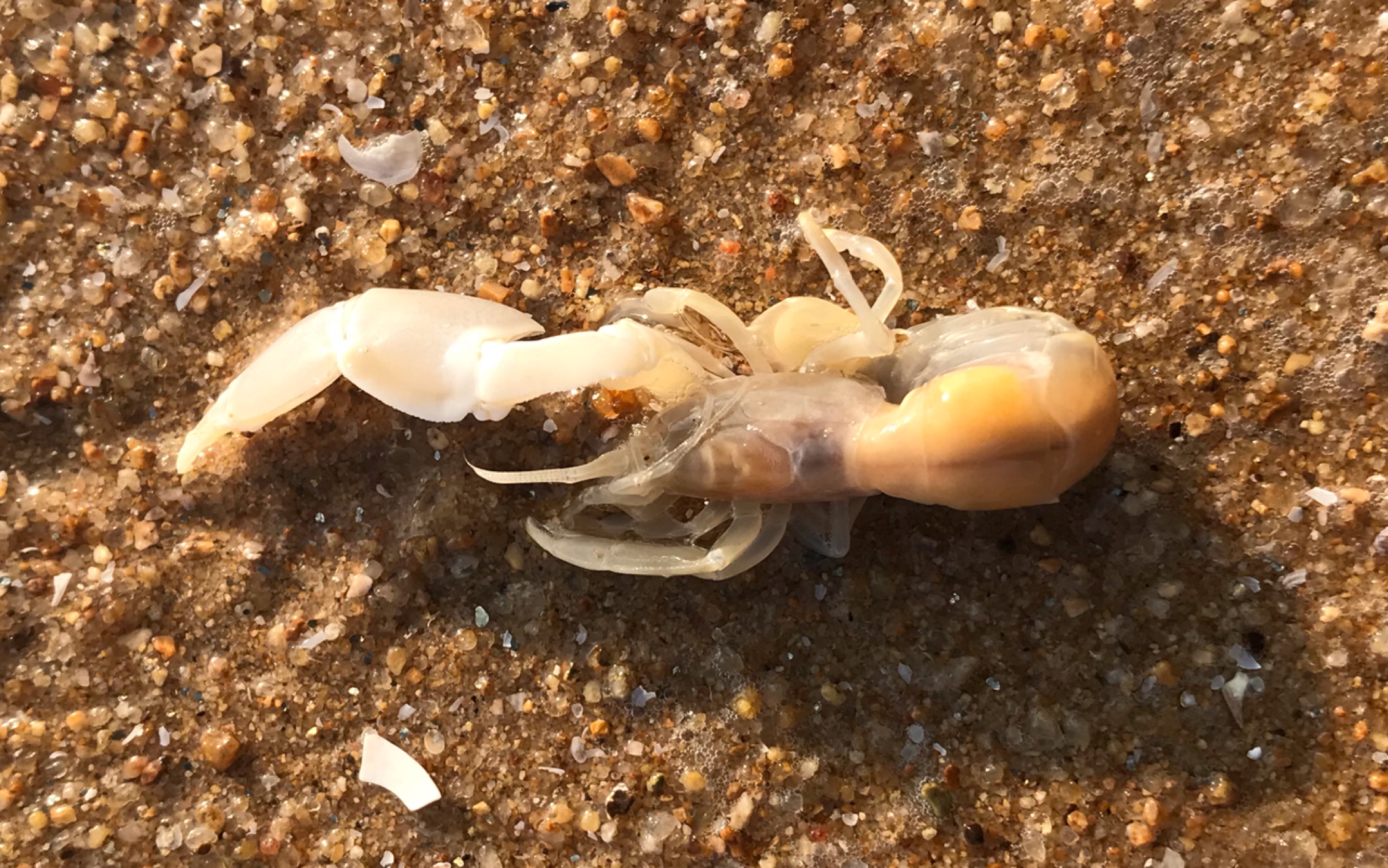 【沙滩日常】在海边发现皮皮虾,原以为是拖着塑料,没想到竟是一只