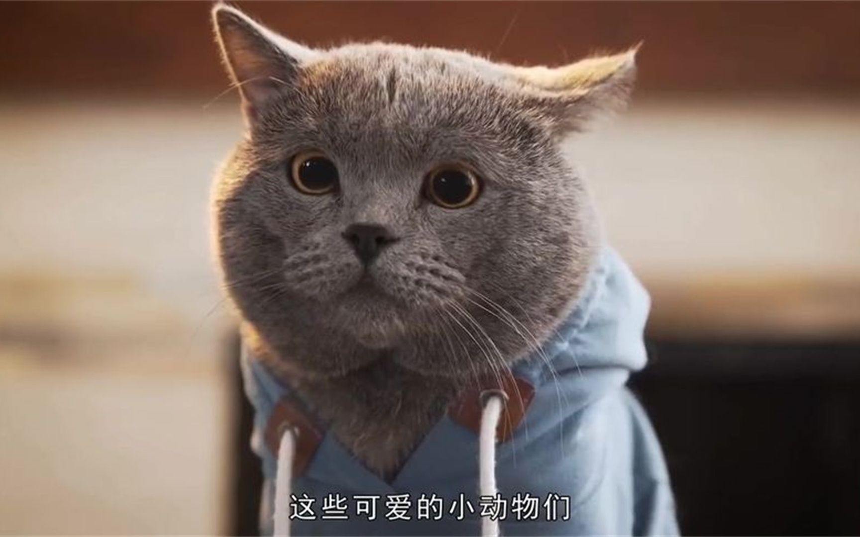 猫咪是怎么打乒乓球的?技术比人都好