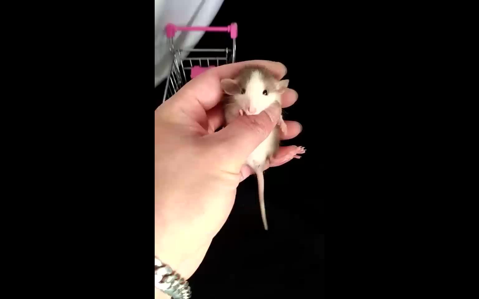 哈士奇既视感的花枝鼠