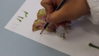 实验7：解剖和观察花的结构
