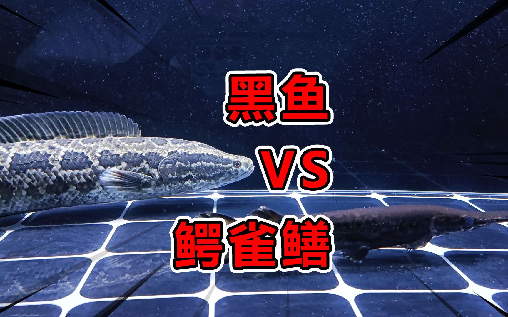 如果不小心把1条野生大黑鱼丢进养鳄雀鳝的缸里,会发生什么呢?