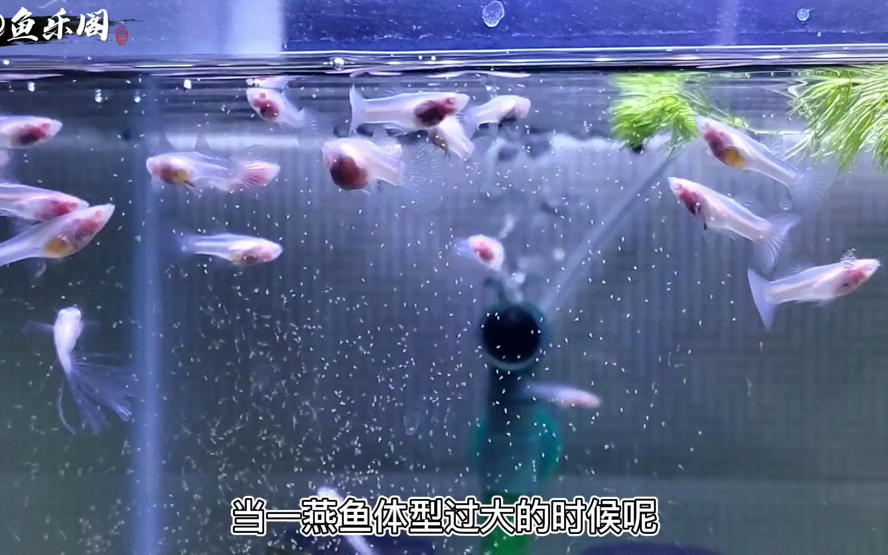 燕鱼能不能跟孔雀鱼一起混养?