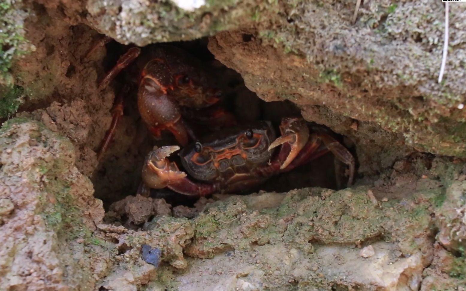大山河沟发现个野洞,小伙徒手挖出一对珍贵药蟹,高兴坏了!