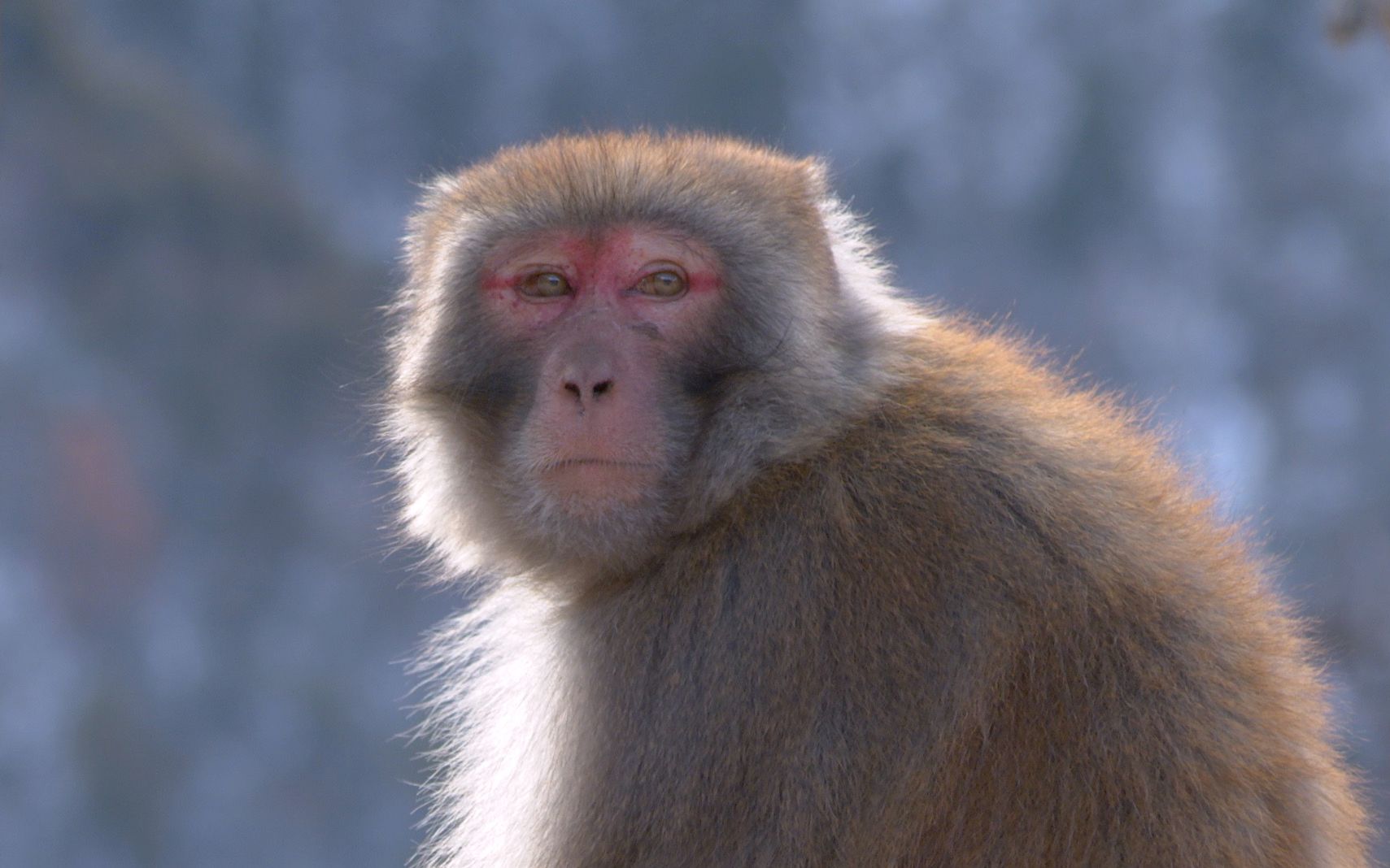 不爱花果山,不进水帘洞,海拔三千多米的石头山上住着一群"大马猴"