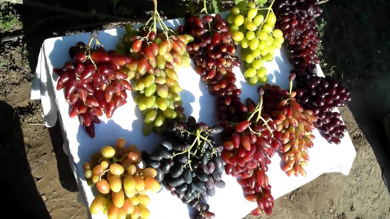 俄罗斯的葡萄