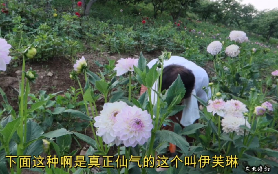 相对于药罐子月季花,大丽花可以在盛夏大放异彩