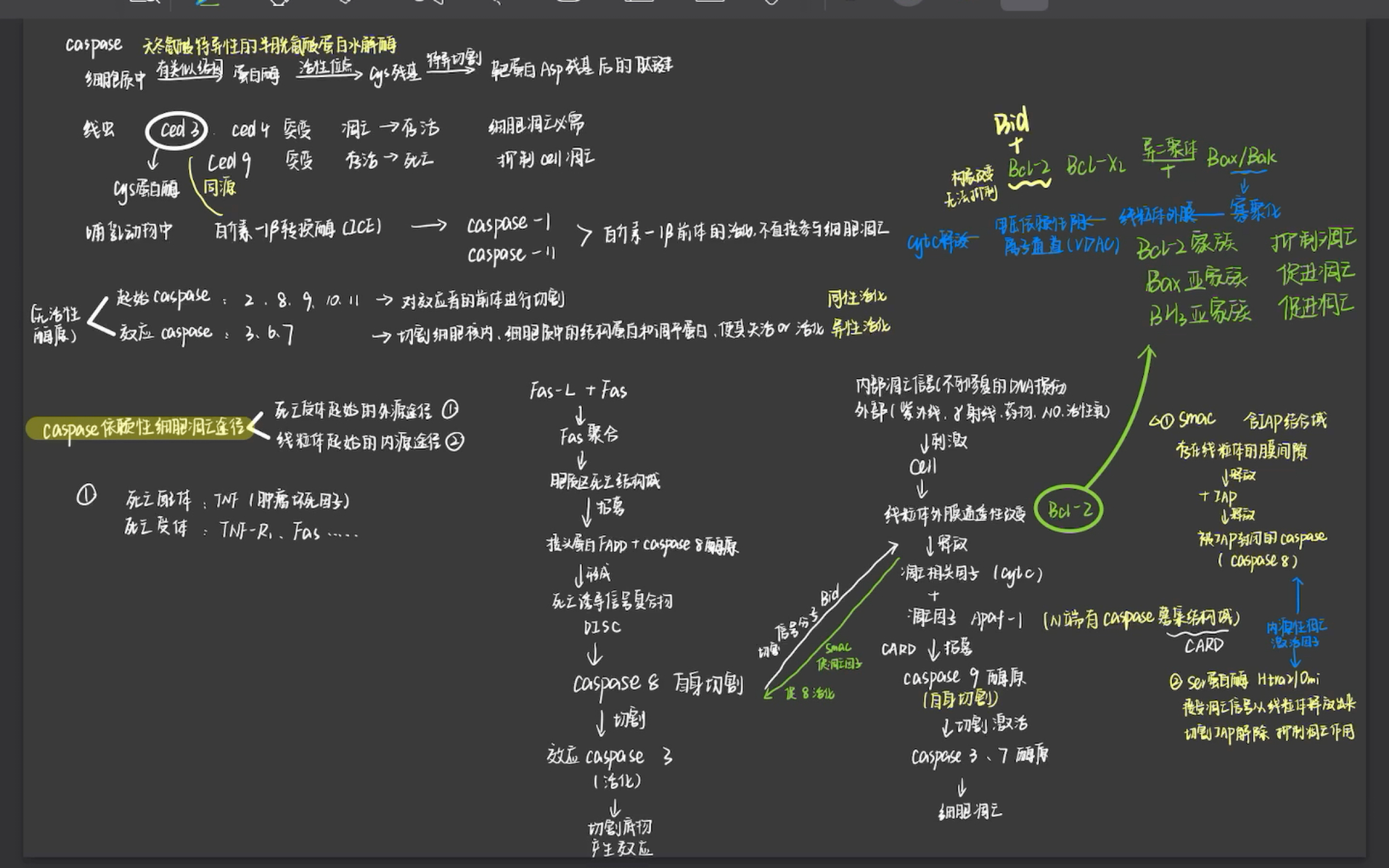 【细胞生物学】细胞凋亡途径/caspase依赖性/非依赖性凋亡途径/穿孔蛋白/颗粒酶介导细胞凋亡哔哩哔哩bilibili