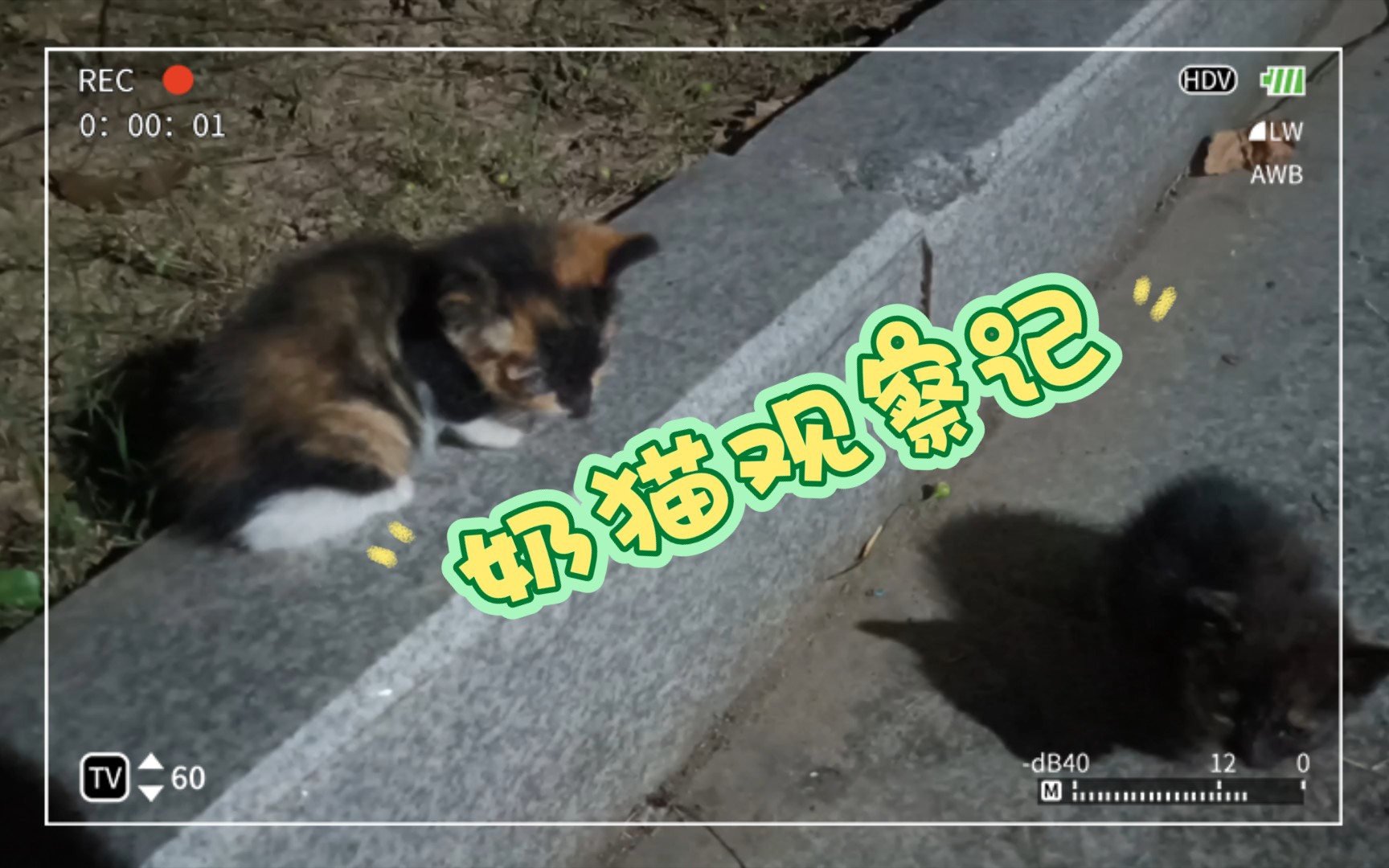 [图]可可爱爱，巴掌大的奶猫，感觉可以一口一个