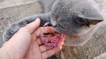 猫 红花绿叶球兰