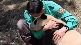 Скачать видео: 福宝被游客砸哭，宋爷爷眼神透露出杀气，当场怒斥