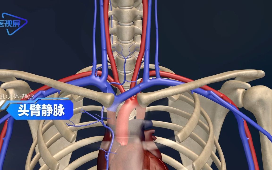 人体的生理结构:头臂静脉哔哩哔哩bilibili