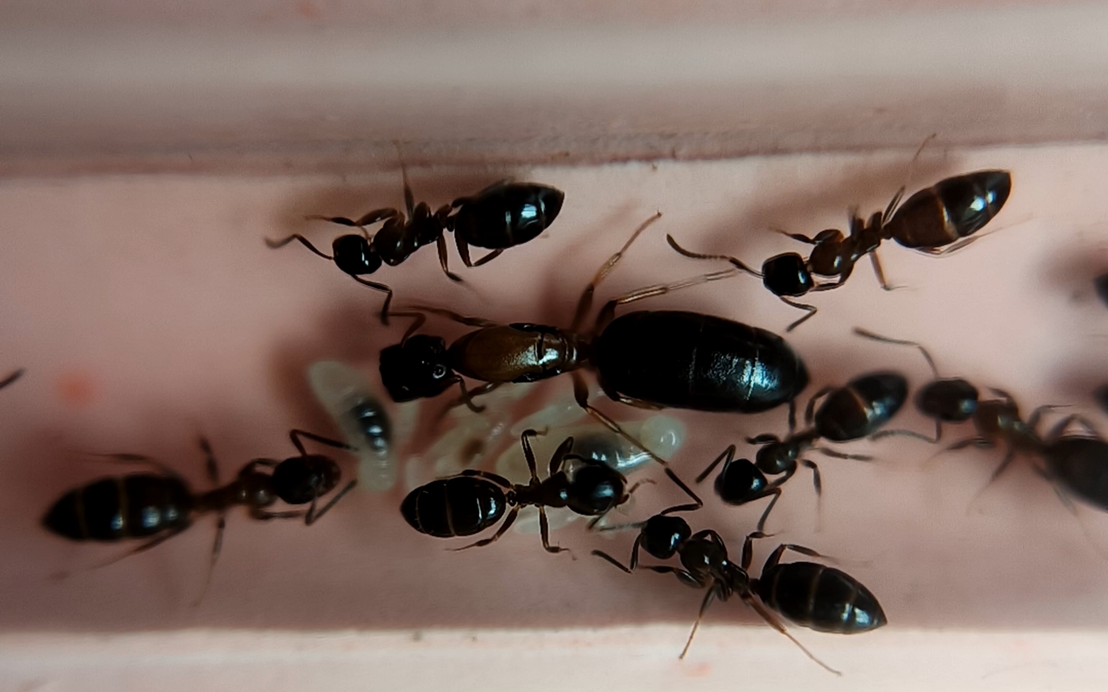 平截平头蚁日常