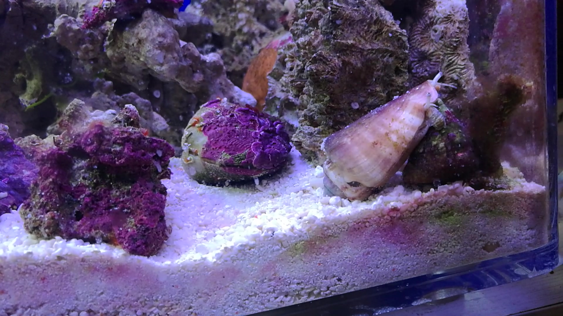 【夏姬八养】翻砂螺和他萌萌的大眼睛_哔哩哔哩 (゜-゜)つロ 干杯