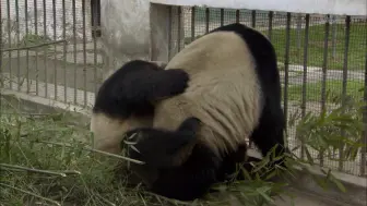 下载视频: 【熊猫总动员】熊猫交配讲究两情相悦，硬来不行
