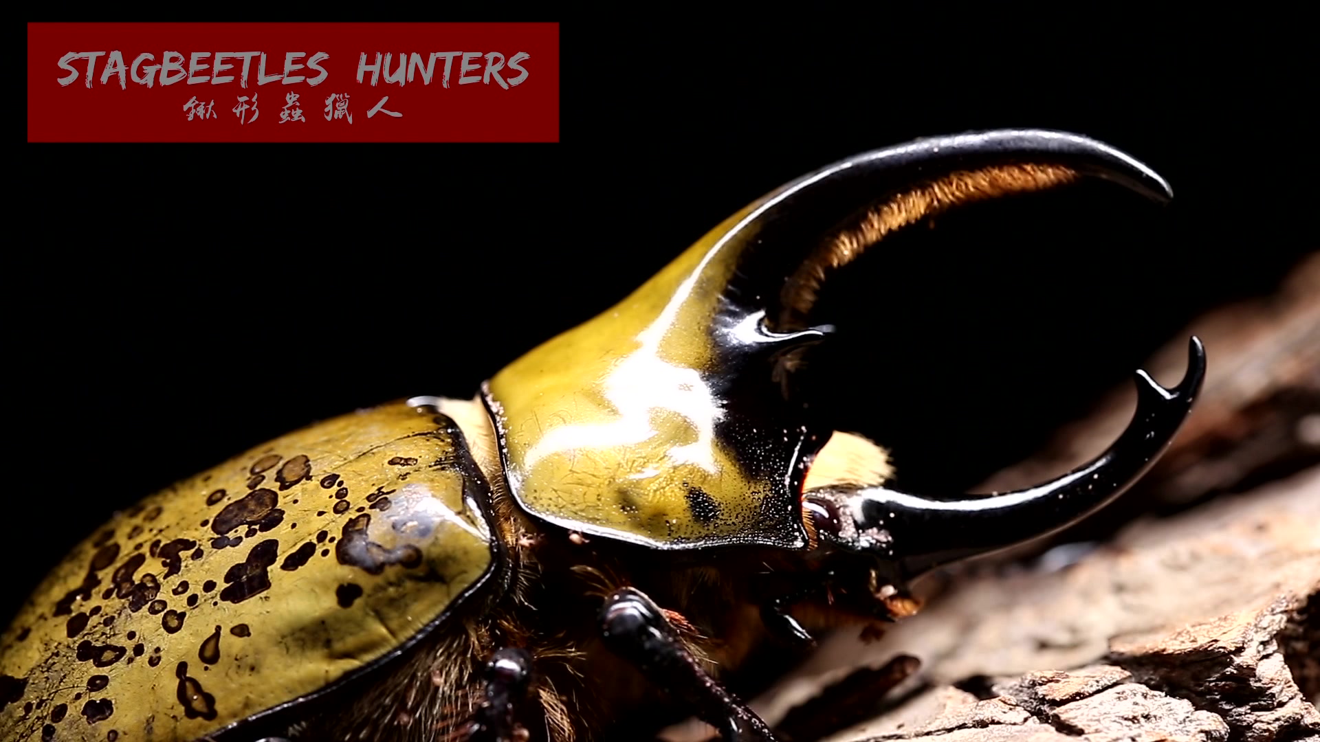 锹形虫猎人—墨西哥白兜_哔哩哔哩_bilibili