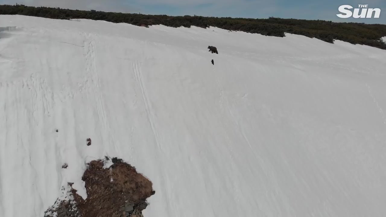 [图]一个很励志的故事-小熊爬雪山