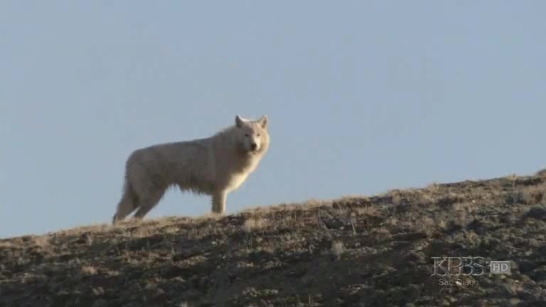 [图]【PBS Nature】白鹰雪狼  White Falcon White Wolf  2008【英语】