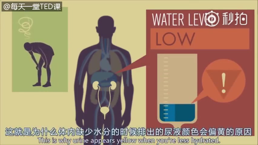 [图]TED科普： 你的肾脏是如何工作的？