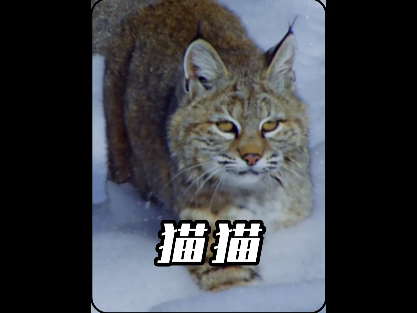 世界上唯一会飞的猫哔哩哔哩bilibili