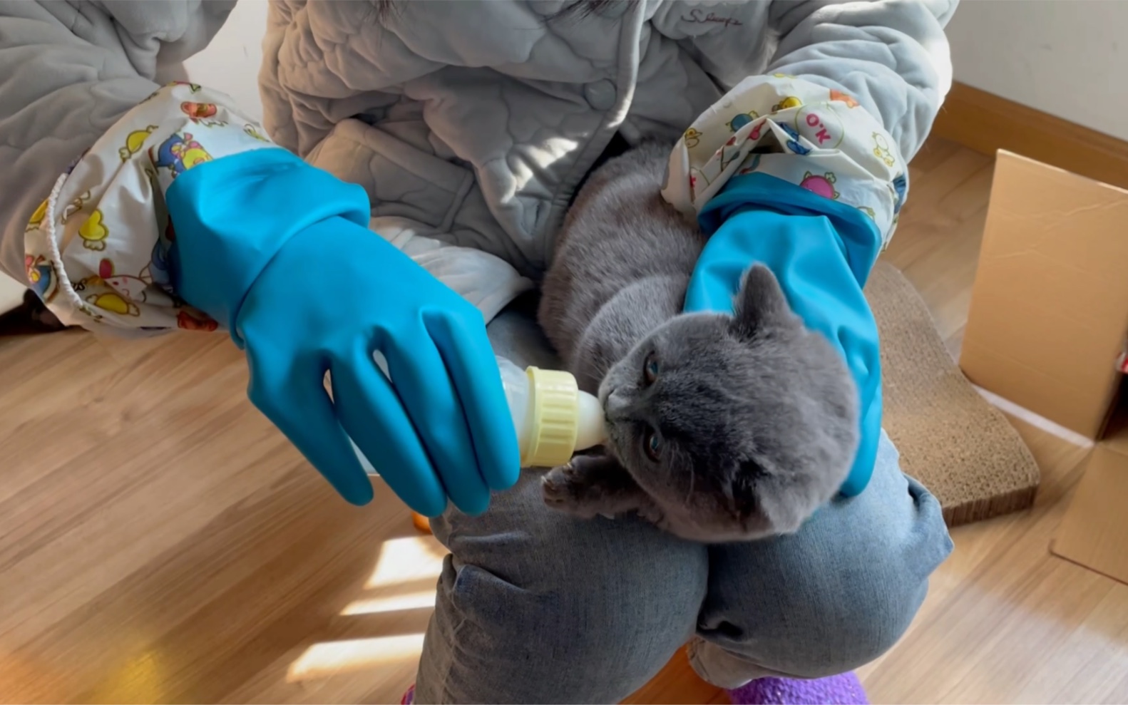 活动  五个月大的蓝猫果冻用奶瓶喝羊奶,结果咬爆奶嘴.