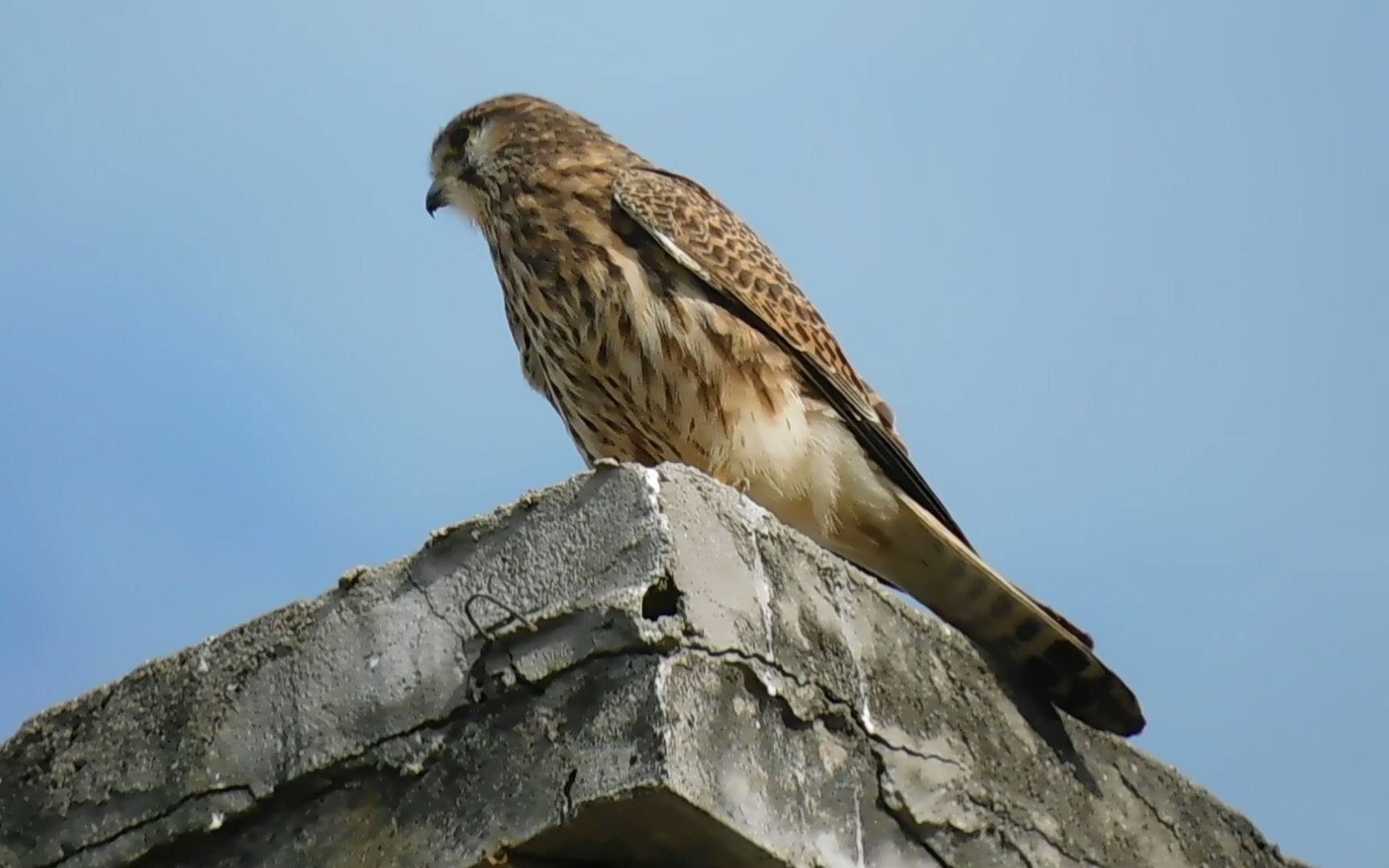 可爱的红隼母鸟